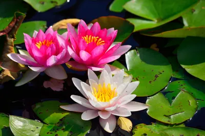 Calm Vibrant Wallpaper Abstract Wallpaper 4K 4800x3200 Vibrant, Pink, And, White, Water, Lilies, Blooming, Amidst, Green, Lily, Pads, Serene, Brown, Landscape, 4k