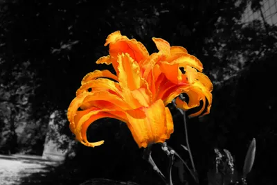 Vibrant Orange Lily Selective Black/Dark Wallpaper 4K 3984x2656 A, Vibrant, Orange, Lily, In, Selective, Color, Stands, Out, Against, Black-and-white, Nature, Red, Landscape, 4k
