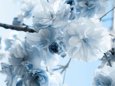Close Delicate White Nature Wallpaper 4K 1600x1200 Hd, Desktop, Wallpaper, Featuring, A, Close-up, Of, Delicate, White, Flowers, Branches, Against, Landscape