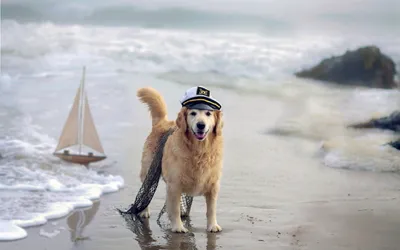 Golden Retriever Wearing Nature Wallpaper 4K 1920x1200 A, Golden, Retriever, Wearing, Captain's, Hat, Stands, Captain, 039, Beach, Next, Toy, White, Ultrawide, Full HD