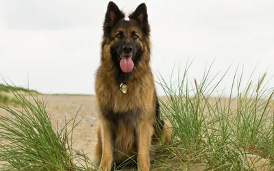 German Shepherd Sits Nature Wallpaper 4K 1920x1200 A, German, Shepherd, Sits, Among, Tall, Grass, On, Beach, Showcasing, Beautiful, Coat, White, Ultrawide, Full HD