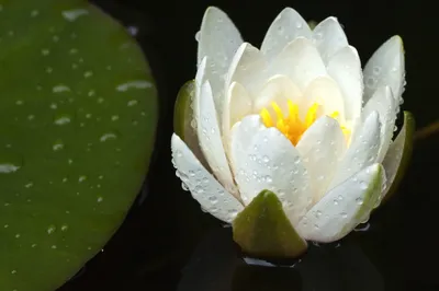 Calm Close Wallpaper Black/Dark Wallpaper 4K 2048x1366 Hd, Desktop, Wallpaper, Featuring, A, Close-up, Of, White, Water, Lily, Covered, Droplets, Gray, Landscape, Full HD