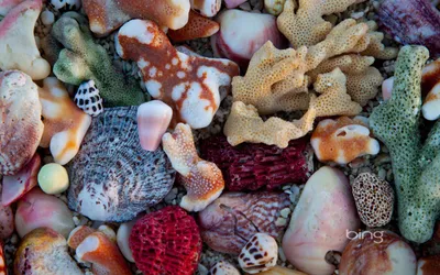 Vibrant Close Various Colorful Nature Wallpaper 4K 1920x1200 Hd, Desktop, Wallpaper, Featuring, A, Vibrant, Close-up, Of, Various, Colorful, Seashells, Coral, Gray, Ultrawide, Full HD