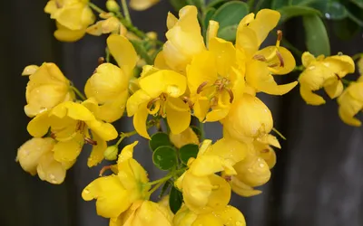 Close Vibrant Yellow Flowers Nature Wallpaper 4K 1920x1200 A, Close-up, Of, Vibrant, Yellow, Flowers, Adorned, With, Water, Droplets, Set, Against, Orange, Ultrawide, Full HD