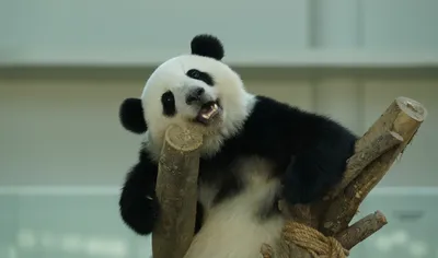 Radiant Animal Wallpaper Animals Wallpaper 4K 3072x1813 Animal, Panda, Hd, Desktop, Wallpaper, Background, Image, Gray, Ultrawide, QHD