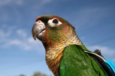 Vibrant Conure Parrot Abstract Wallpaper 4K 3888x2592 A, Vibrant, Conure, Parrot, With, Colorful, Plumage, And, Striking, Profile, Against, Clear, Gray, Landscape, 4k