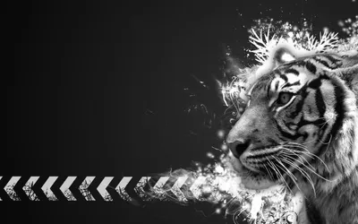 Dark Black Wallpaper Animals Wallpaper 4K 2560x1600 A, Striking, Black, And, White, Hd, Wallpaper, Featuring, Profile, Tiger, Accented, Dynamic, Gray, Ultrawide, QHD