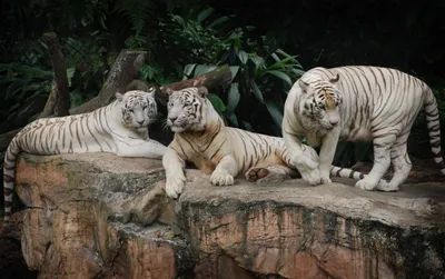 Vivid Three Wallpaper Animals Wallpaper 4K 2800x1760 Hd, Desktop, Wallpaper, And, Background, Featuring, Three, White, Tigers, Resting, Rocky, Outcrop, Gray, Ultrawide, QHD
