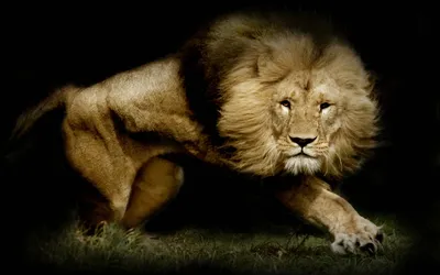 Bold Powerful Wallpaper Animals Wallpaper 4K 1920x1200 A, Powerful, Lion, Prowls, Through, The, Grass, Showcasing, Majestic, Mane, Focused, Gaze, Brown, Gray, Ultrawide, Full HD