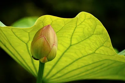 Close Lotus Bud Nature Wallpaper 4K 3216x2136 A, Close-up, Of, Lotus, Bud, Nestled, Between, Vibrant, Green, Leaves, Showcasing, Intricate, Yellow, Ultrawide, QHD