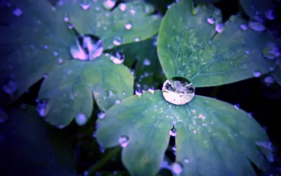 Close Lush Green Leaves Adorned Nature Wallpaper 4K 2560x1600 Close-up, Of, Lush, Green, Leaves, Adorned, With, Glistening, Water, Drops, Creating, Serene, Gray, Brown, Ultrawide, QHD