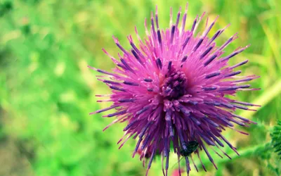 Dreamy Nature Wallpaper Nature Wallpaper 4K 2560x1600 Hd, Nature, Desktop, Wallpaper, Featuring, A, Close-up, Of, Vibrant, Purple, Flower, Blurred, Yellow, Pink, Gray, Ultrawide, QHD