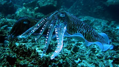 Serene Cuttlefish Wallpaper Abstract Wallpaper 4K 1920x1080 A, Stunning, Hd, Wallpaper, Featuring, Cuttlefish, Gracefully, Swimming, Among, Vibrant, Coral, Showcasing, Pink, Brown, Purple, Ultrawide, Full HD