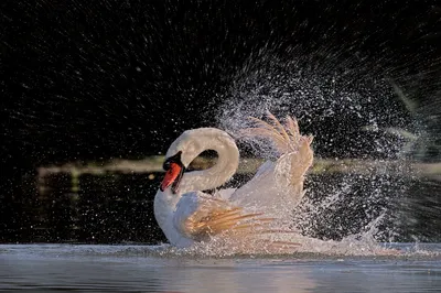 Bright Mute Wallpaper Animals Wallpaper 4K 2915x1943 Mute, Swan, Splashing, With, Wings, Raised, Water, Droplets, Flying, Bird, Animal, Action, Gray, Ultrawide, QHD