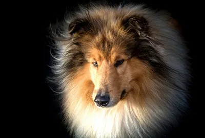 Dark Dog Wallpaper Animals Wallpaper 4K 1920x1298 Dog, Muzzle, Animal, Rough, Collie, Hd, Desktop, Wallpaper, White, Landscape, Full HD
