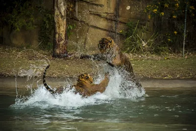 Moody Two Wallpaper Animals Wallpaper 4K 1920x1280 Two, Tigers, Intensely, Fighting, And, Splashing, Water, In, Natural, Outdoor, Setting, Captured, White, Gray, Landscape, Full HD