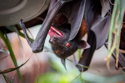Close Bat Hanging Abstract Wallpaper 4K 2048x1365 Hd, Desktop, Wallpaper, Featuring, A, Close-up, Of, Bat, Hanging, Upside, Down, Displaying, White, Gray, Ultrawide, Full HD