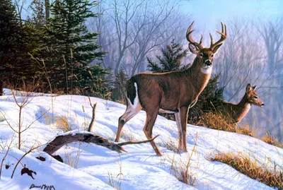 Artistic Depiction Deer Standing Nature Wallpaper 4K 2232x1503 A, Striking, Artistic, Depiction, Of, Deer, Standing, Snowy, Terrain, Surrounded, Trees, Captures, White, Landscape, Full HD