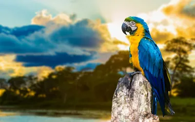 Golden Vibrant Wallpaper Nature Wallpaper 4K 2560x1600 A, Vibrant, Blue-and-yellow, Macaw, Perches, On, Rock, Against, Stunning, Sunset, Backdrop, Creating, White, Ultrawide, QHD