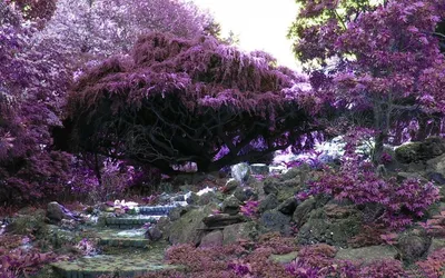 Vibrant Vibrant Wallpaper Nature Wallpaper 4K 1920x1200 A, Vibrant, Garden, Scene, Showcasing, Lush, Purple-toned, Landscape, Large, Tree, Rocky, Features, White, Gray, Ultrawide, Full HD