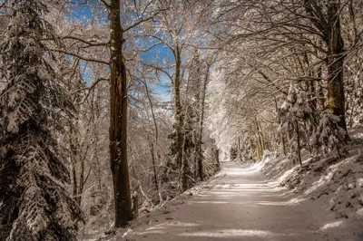 Serene Winter Forest Blanketed Nature Wallpaper 4K 2000x1333 Hd, Desktop, Wallpaper, Of, A, Serene, Winter, Forest, Road, Blanketed, Snow, Showcasing, Gray, Ultrawide, Full HD