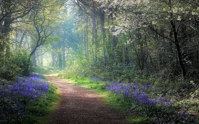 Serene Foggy Wallpaper Nature Wallpaper 4K 1920x1200 Hd, Wallpaper, Of, A, Foggy, Forest, Path, Surrounded, Blooming, Flowers, Lush, Greenery, Gray, Ultrawide, Full HD