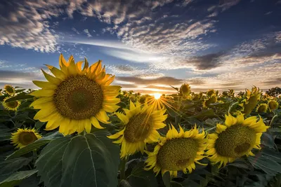Golden Vibrant Wallpaper Nature Wallpaper 4K 1920x1280 Hd, Desktop, Wallpaper, Showcasing, A, Vibrant, Sunflower, Field, Under, Dramatic, Sky, Sunrise, Brown, Gray, Landscape, Full HD