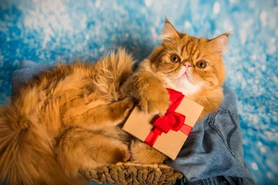 Animal Persian Cat Animals Wallpaper 4K 2000x1335 Animal, Persian, Cat, Hd, Desktop, Wallpaper, Background, Gray, Landscape, Full HD