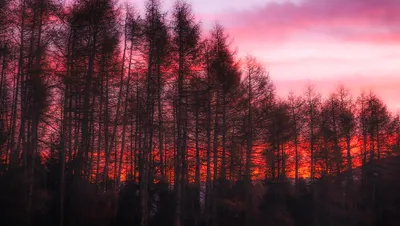Dark Forest Sunset Italy Nature Wallpaper 4K 2199x1240 Dark, Forest, Sunset, In, Italy, White, Ultrawide, Full HD