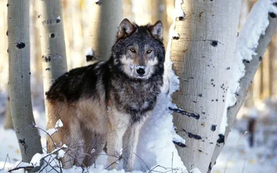 Majestic Wolf Stands Amidst Snow Nature Wallpaper 4K 1920x1200 A, Majestic, Wolf, Stands, Amidst, Snow-covered, Trees, Showcasing, Powerful, Presence, Desktop, Capturing, White, Gray, Ultrawide, Full HD