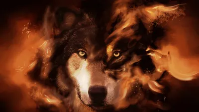 Mesmerizing Wolf Its Wallpaper 4K, Animals category