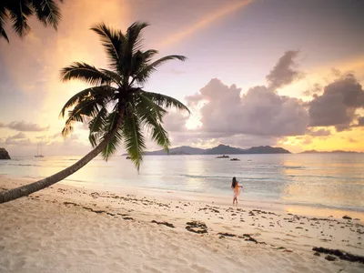 Bold Serene Wallpaper Nature Wallpaper 4K 1600x1200 A, Serene, Beach, Scene, At, Sunset, Featuring, Palm, Tree, Figure, Walking, Along, Gray, Landscape