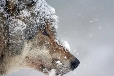 Muzzle Snowfall Animal Animals Wallpaper 4K 6000x4000 Muzzle, Snowfall, Animal, Wolf, Hd, Desktop, Wallpaper, Gray, White, Landscape, 4k