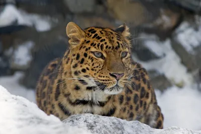 Radiant Leopard Wallpaper Nature Wallpaper 4K 2048x1365 A, Stunning, Hd, Wallpaper, Featuring, Leopard, In, Snowy, Environment, Showcasing, Distinctive, Spots, White, Gray, Ultrawide, Full HD