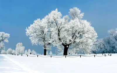Dreamy Serene Wallpaper Nature Wallpaper 4K 2560x1600 Hd, Pc, Desktop, Wallpaper, Showcasing, A, Serene, Winter, Landscape, Snow-covered, Trees, Under, White, Ultrawide, QHD