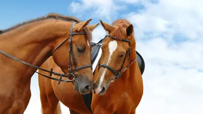 Two Horses Gently Animals Wallpaper 4K 2560x1440 Two, Horses, Gently, Nuzzle, Each, Other, Against, A, Bright, Blue, Sky, Creating, White, Ultrawide, QHD