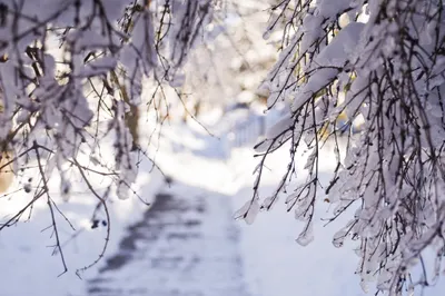 Misty Snow Wallpaper Nature Wallpaper 4K 2048x1365 Snow-covered, Tree, Branches, Frame, A, Serene, Winter, Landscape, Captured, Nature-themed, Desktop, White, Gray, Ultrawide, Full HD
