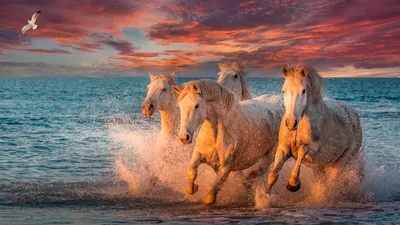 Crisp Animal Wallpaper Animals Wallpaper 4K 1920x1080 Animal, Horse, Hd, Desktop, Wallpaper, Background, Image, Gray, Brown, Ultrawide, Full HD