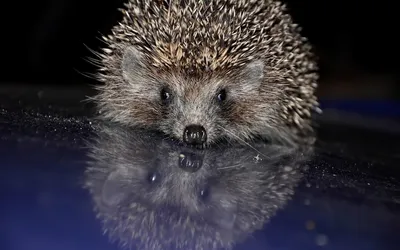 Radiant Animal Wallpaper Animals Wallpaper 4K 1920x1200 Animal, Hedgehog, Hd, Desktop, Wallpaper, Background, Image, Gray, Brown, Ultrawide, Full HD