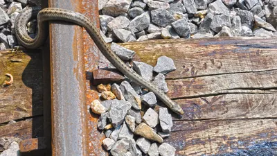 Quad Brown Green Snake Abstract Wallpaper 4K 2560x1440 2k, Quad, Hd, Pc, Desktop, Wallpaper, Brown-green, Snake, Slithering, Across, Rusted, Rail, Gray, Ultrawide, QHD