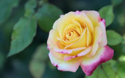 Close Yellow Rose Pink Nature Wallpaper 4K 1920x1200 A, Close-up, Of, Beautiful, Yellow, Rose, With, Pink, Edges, Surrounded, Green, Leaves, White, Purple, Gray, Ultrawide, Full HD