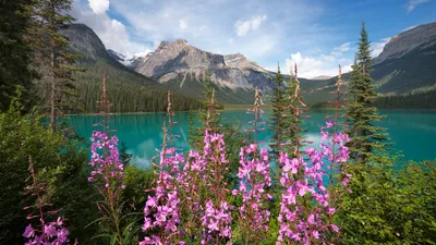 Vibrant Purple Wildflowers Nature Wallpaper 4K 1920x1080 Hd, Pc, Desktop, Wallpaper, Featuring, Vibrant, Purple, Wildflowers, Serene, Lake, Surrounded, Evergreen, Gray, White, Ultrawide, Full HD