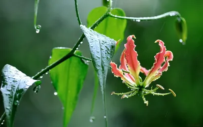 Crisp Vibrant Wallpaper Nature Wallpaper 4K 1920x1200 A, Vibrant, Flower, With, Delicate, Curled, Petals, Blooms, Amidst, Lush, Green, Leaves, Brown, Red, Ultrawide, Full HD