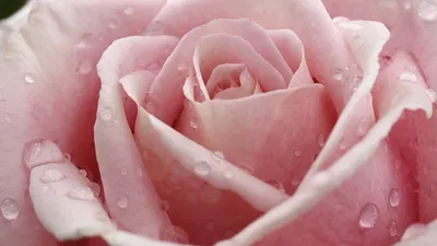 Close Delicate Pink Rose Abstract Wallpaper 4K 1920x1080 A, Close-up, Of, Delicate, Pink, Rose, Adorned, Water, Droplets, Showcasing, Natural, Beauty, Gray, Ultrawide, Full HD