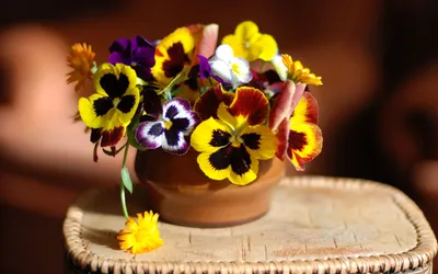 Bright Vibrant Wallpaper Nature Wallpaper 4K 2560x1600 A, Vibrant, Hd, Desktop, Wallpaper, Featuring, Clay, Pot, Filled, Colorful, Pansies, Calendula, Gray, Ultrawide, QHD