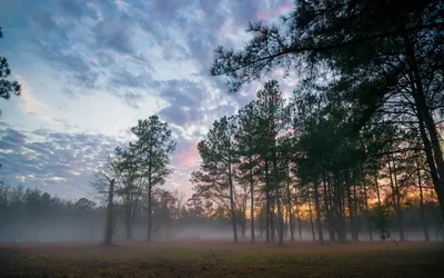 Serene Nature Tall Nature Wallpaper 4K 1920x1200 Hd, Pc, Desktop, Wallpaper, Of, A, Serene, Nature, Scene, Tall, Trees, Fog, Gray, White, Ultrawide, Full HD