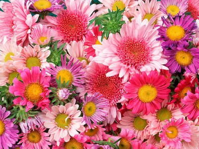 Vibrant Close Pink Gerbera Nature Wallpaper 4K 1600x1200 A, Vibrant, Hd, Desktop, Wallpaper, Featuring, Close-up, Pink, Gerbera, Daisies, Violet, Flowers, White, Landscape