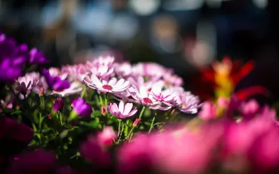 Vivid Vibrant Wallpaper Nature Wallpaper 4K 2560x1600 A, Vibrant, Display, Of, Pink, And, Purple, Flowers, Soft-focus, Showcasing, Beauty, Nature, White, Ultrawide, QHD