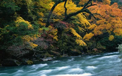 Golden Fall Wallpaper Nature Wallpaper 4K 1920x1200 Hd, Pc, Desktop, Wallpaper, Fall, Forest, With, Golden, Green, Leaves, Arching, Over, White, Ultrawide, Full HD