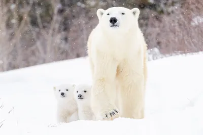 Misty Baby Wallpaper Nature Wallpaper 4K 1920x1280 Baby, Animal, Cub, Snow, Winter, Polar, Bear, Animals, Desktop, White, Landscape, Full HD
